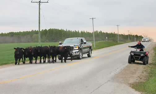 Cattle on the loose near Ripley, Saturday morning