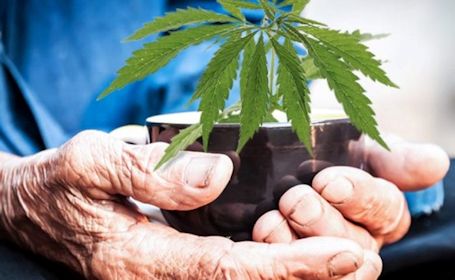 Cannabis use in older adults expected to increase