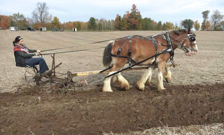 Volunteers sought for 2026 IPM in Bruce County