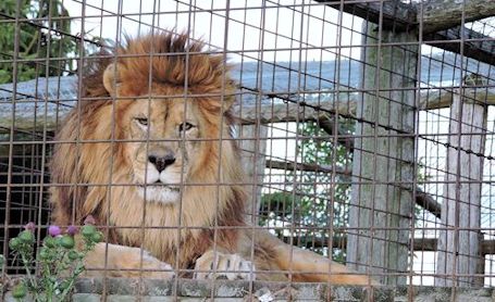Ripley 4-H Animal Crackers visit the wilder side of Bervie; and present projects