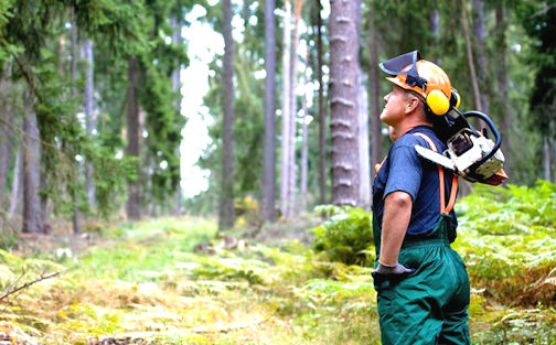 ​Bruce County urges residents to know the rules when cutting trees on their property
