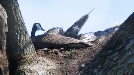 Canada Goose found nesting in hollow tree near Bervie