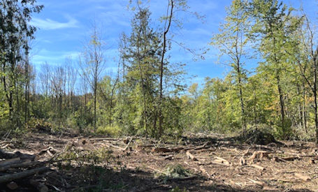 Kincardine Cross-Country Ski Club clearing debris from trails at Stoney Island