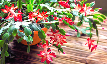 ​Kincardine Horticultural Society learns about Christmas Cactus care