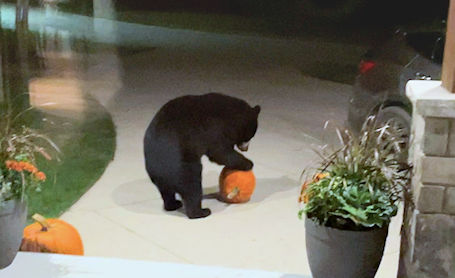 ​Bear-sighting on Upper Lorne Beach Road in Municipality of Kincardine