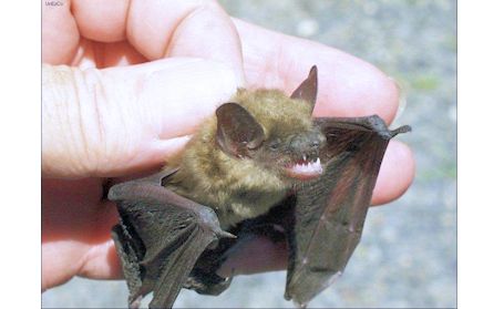 ​Bat from Grey-Bruce tests positive for rabies