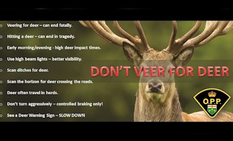 Huron OPP warn November is top month for vehicle-deer collisions