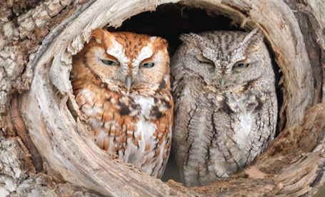 Kincardine holds 39th annual Christmas Bird Count