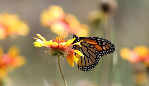 ​Ripley Horticultural Society spring season takes flight with butterfly presentation