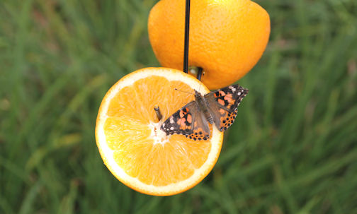 Almost 170 butterflies released at Huron Shores Hospice Wings of Remembrance