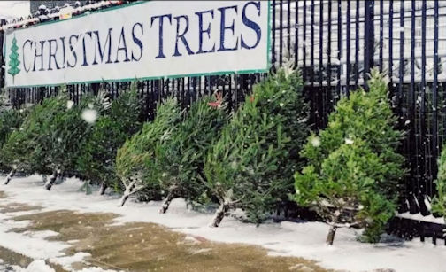 ​Bervie Zoo accepting discarded real Christmas trees