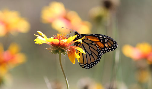 NIMBY – Nature In My Back Yard – Benefits of gardening with native plants
