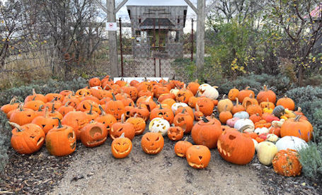 ​Jack-o-Lantern Trail a huge success at Bruce Botanical Food Gardens in Ripley